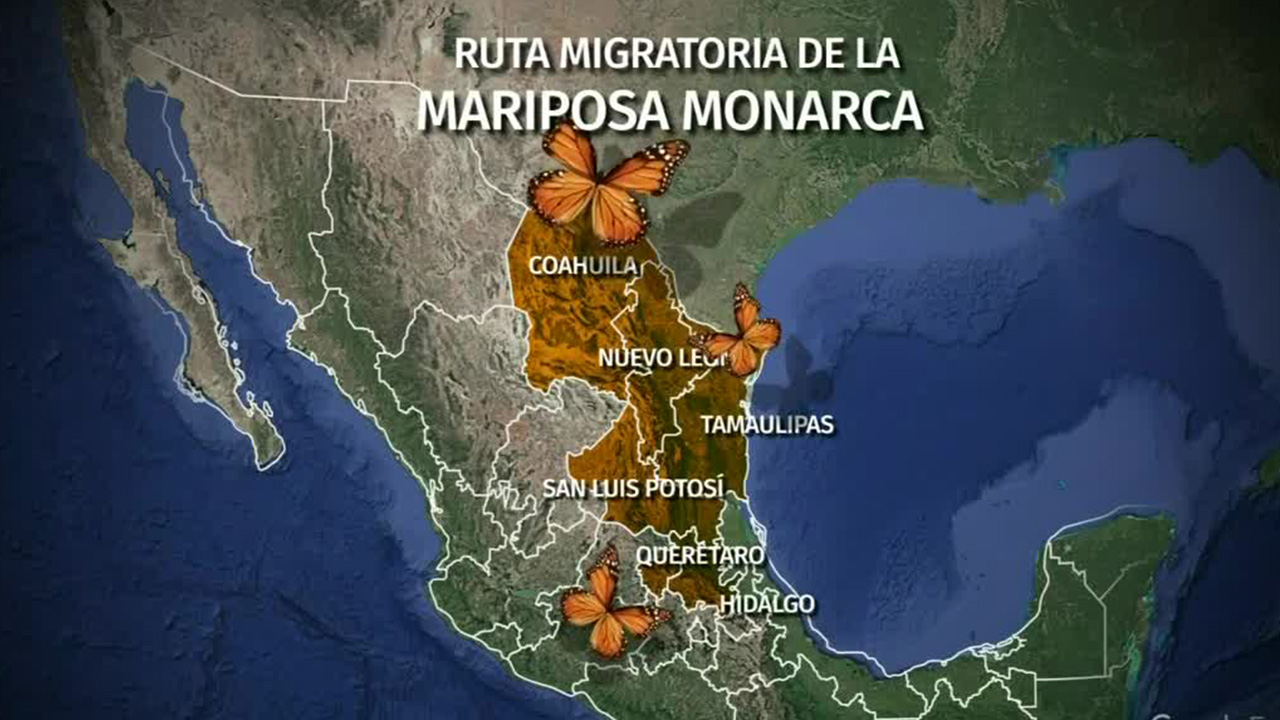 Comienza el arribo de mariposas monarca al país como parte de su ruta migratoria | Milenio Hábitat