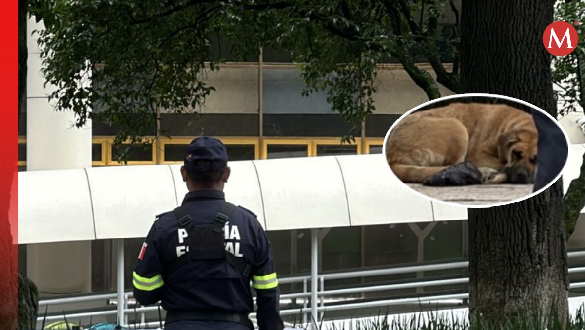 El perrito se quedó a lado del cuerpo de su dueño hasta que fue retirado. Foto: (Especial)