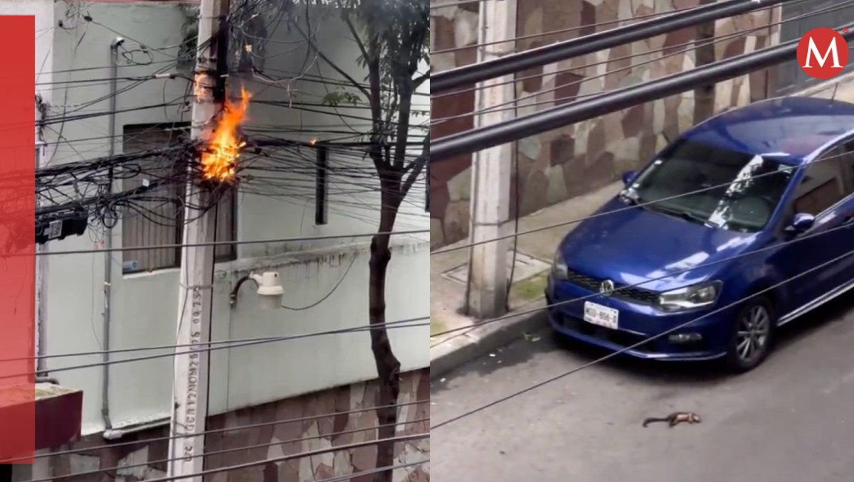 la ardilla resultó electrocutada tras tocar los cables de alta tensión. | Especial