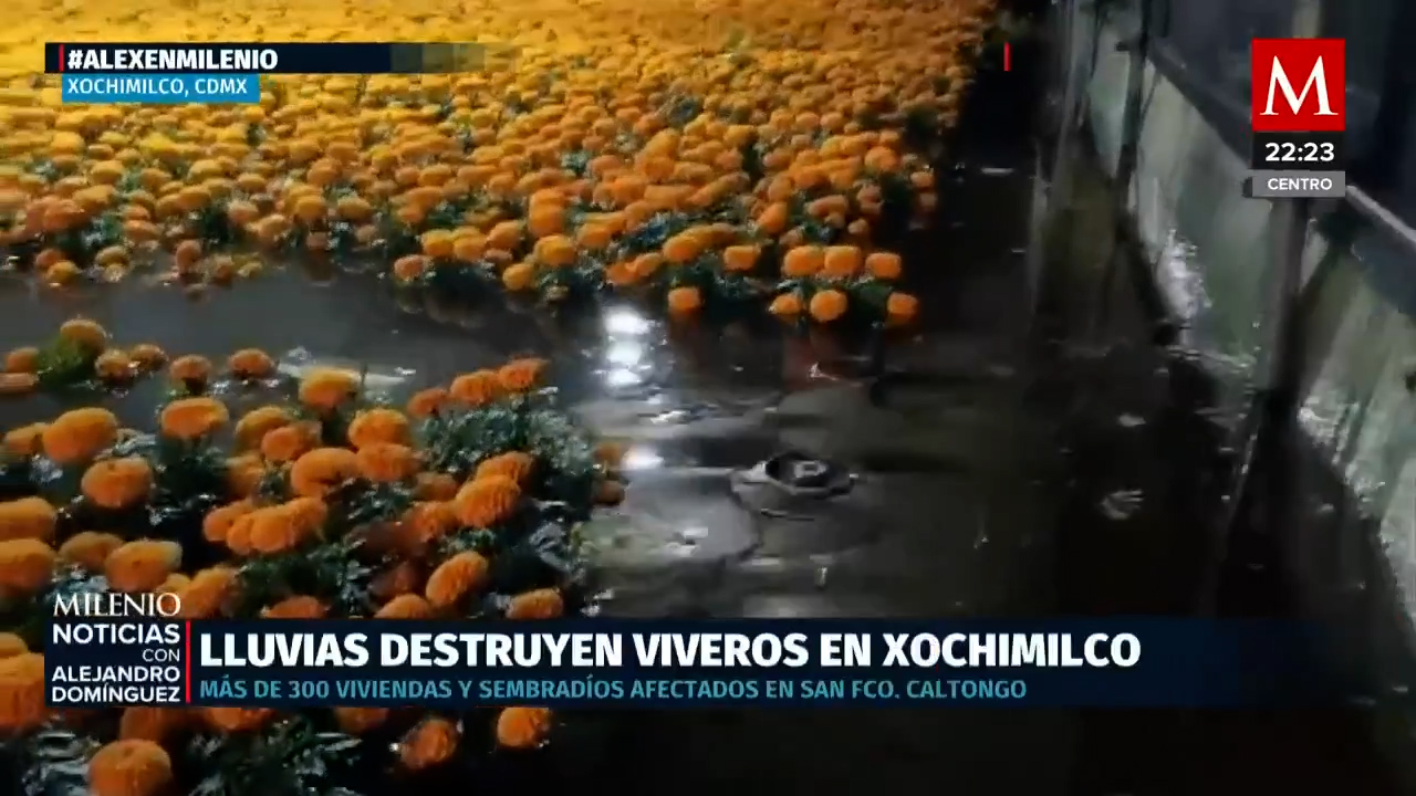 Inundaciones en Xochimilco causan pérdidas millonarias a productores de plantas