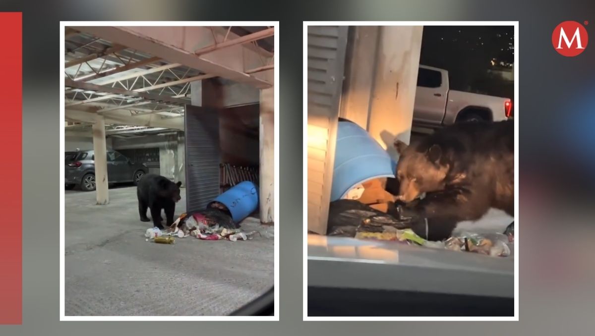 Oso es grabado buscando comida en bote de basura de pastelería de Monterrey / Especial