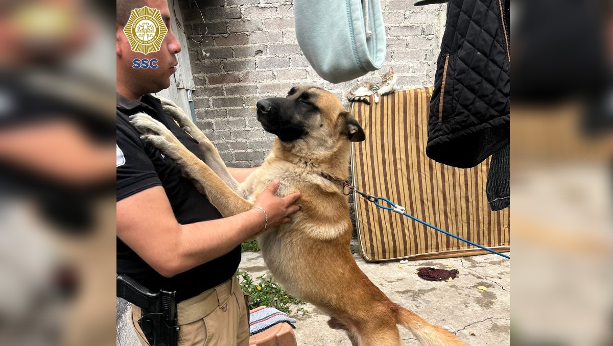 El recorrido fue de cuatro horas y se apoyó a más de 100 perros y gatos. (Foto: @SSC_CDMX)