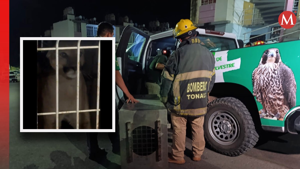 Puma fue asegurado por autoridades tras ser detectado en Tonalá, Jalisco (Foto: Fotos: Especial y Vicente Torres Alfaro | Diseño: Milenio)