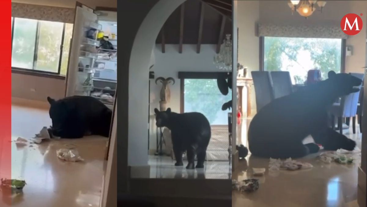 En el clip se observa que el plantígrado tiene diversa comida en el suelo | Especial