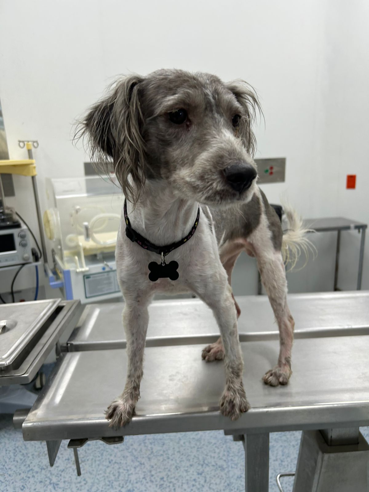 El perrito presentaba buen estad de salud. (Especial)