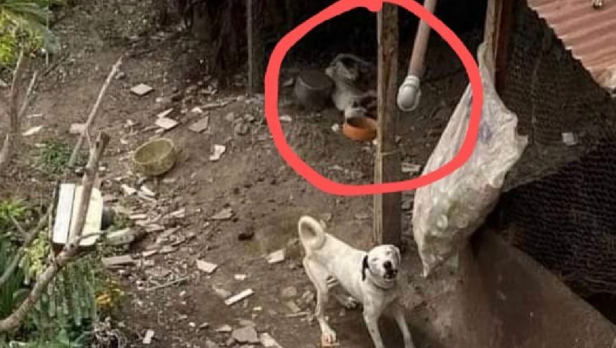 Los perros se encontraban abandonados en el municipio de Santa María del Tule. | Especial
