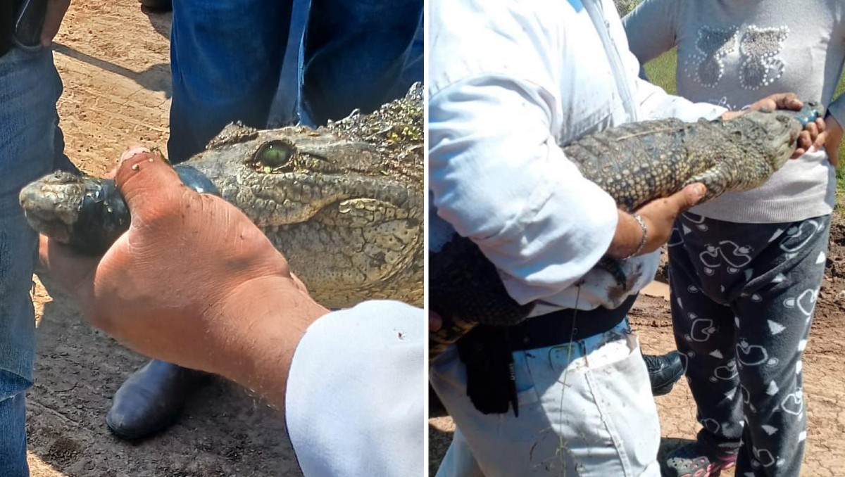 Protección Civil asegura cocodrilo en Santiago Tulantepec, Hidalgo
