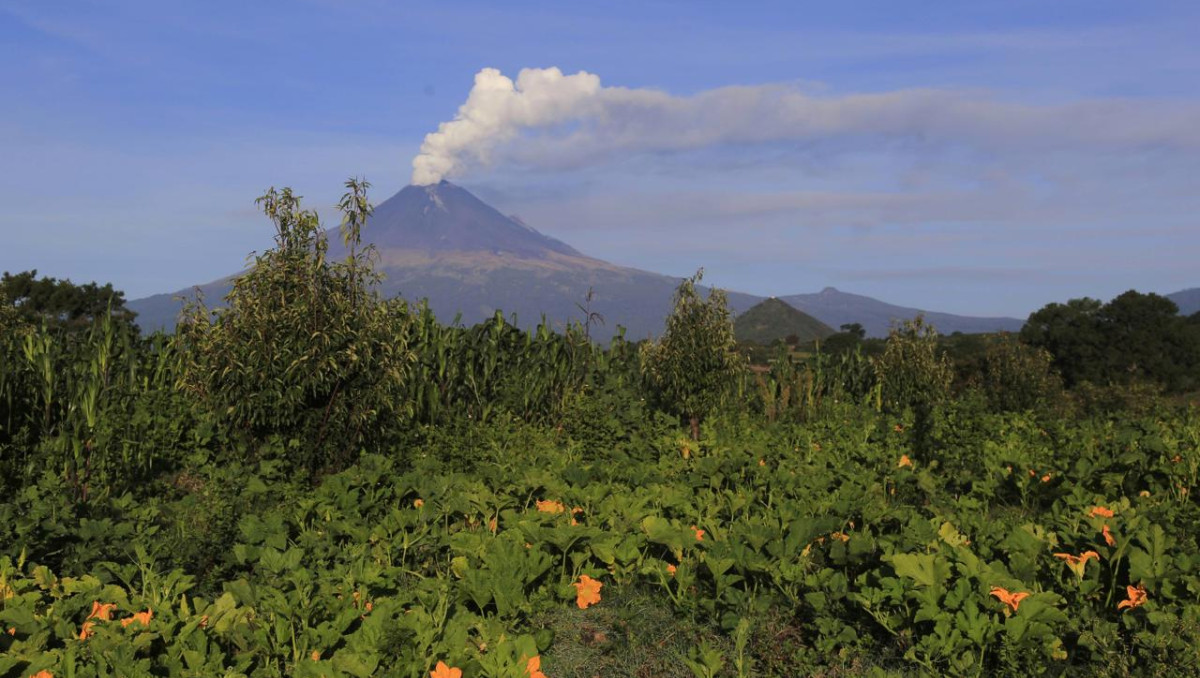 Vista del volcán Popocatépetl, desde una zona de cultivo, destacan las flores de calabaza amarillas |  Andrés Lobato