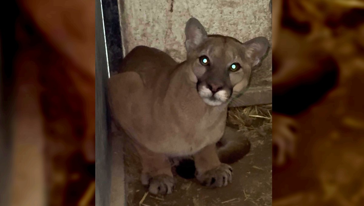 Puma se encuentra bajo resguardo en Tlajomulco, Jalisco (Facebook)
