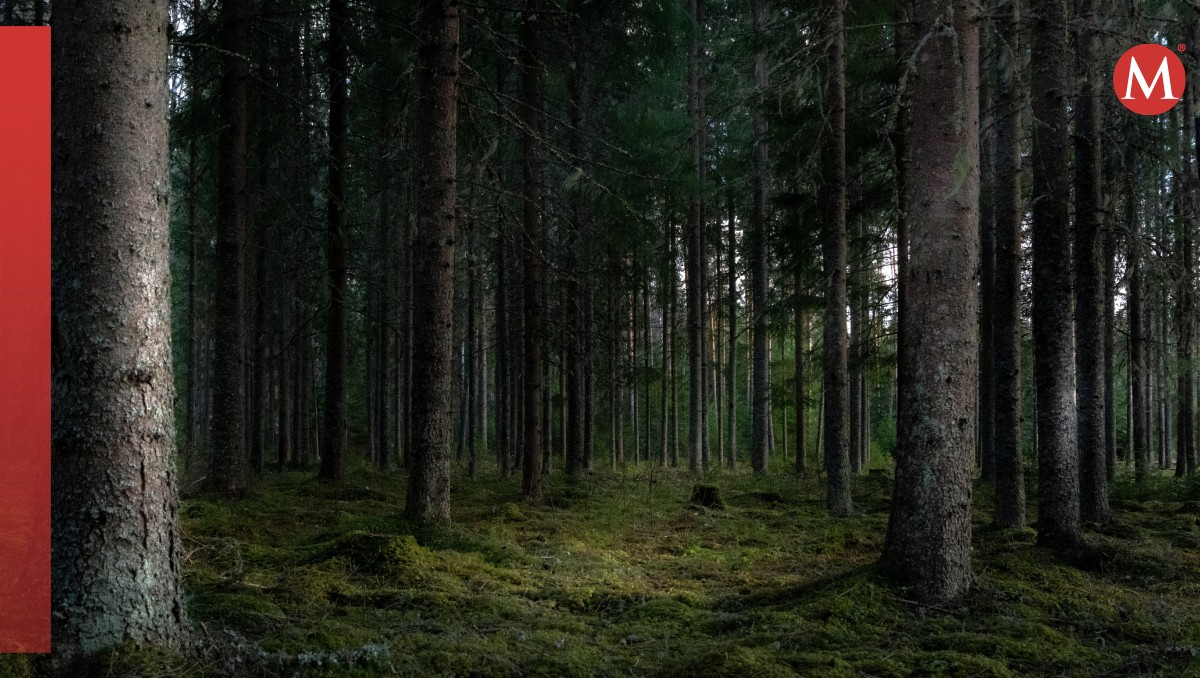 Revela que bosques tropicales están cambiando su temperatura | Especial