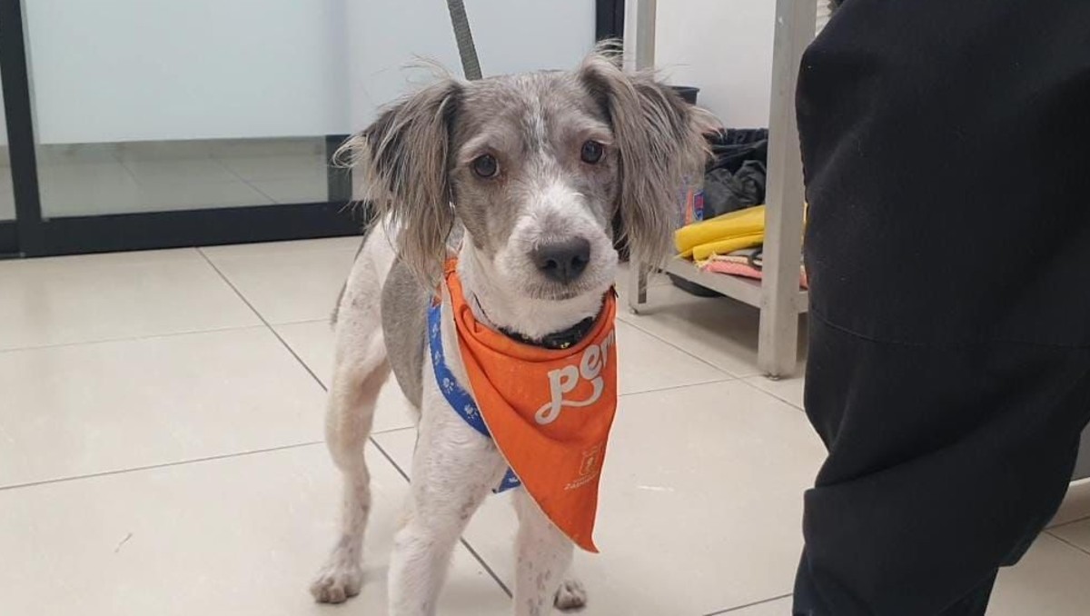 El perrito Fraile está bajo resguardo en Salud Animal de Zapopan (Pablo Núñez)