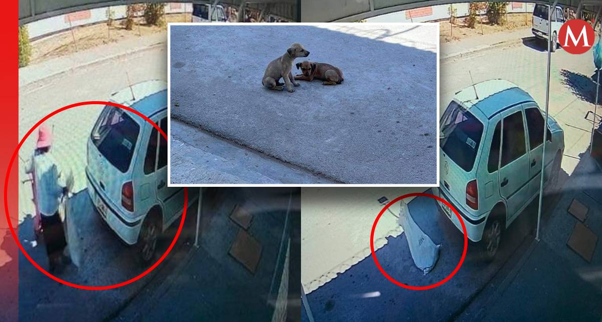 Captan mujer abandonando perritos en La Laguna. l Especial