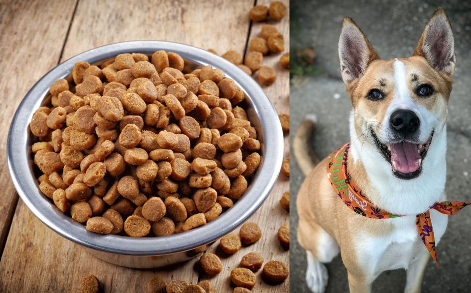 Rescatistas buscan reunir dos toneladas de croquetas para perritos. (Especial)