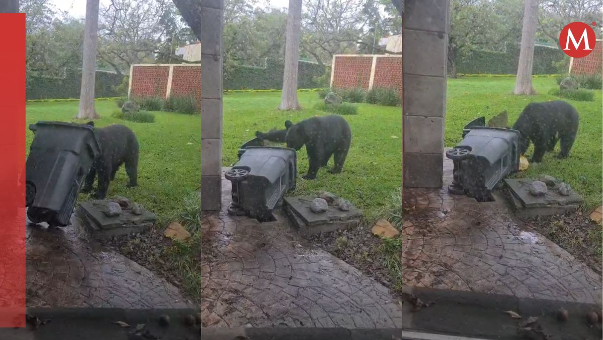 El oso estaba merodeando en el patio de una casa. Especial