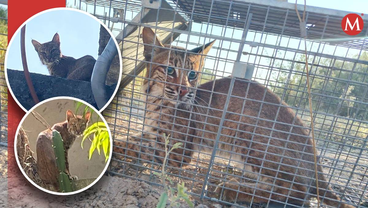 Capturan a lince en Reynosa. (Bienestar Animal Reynosa)