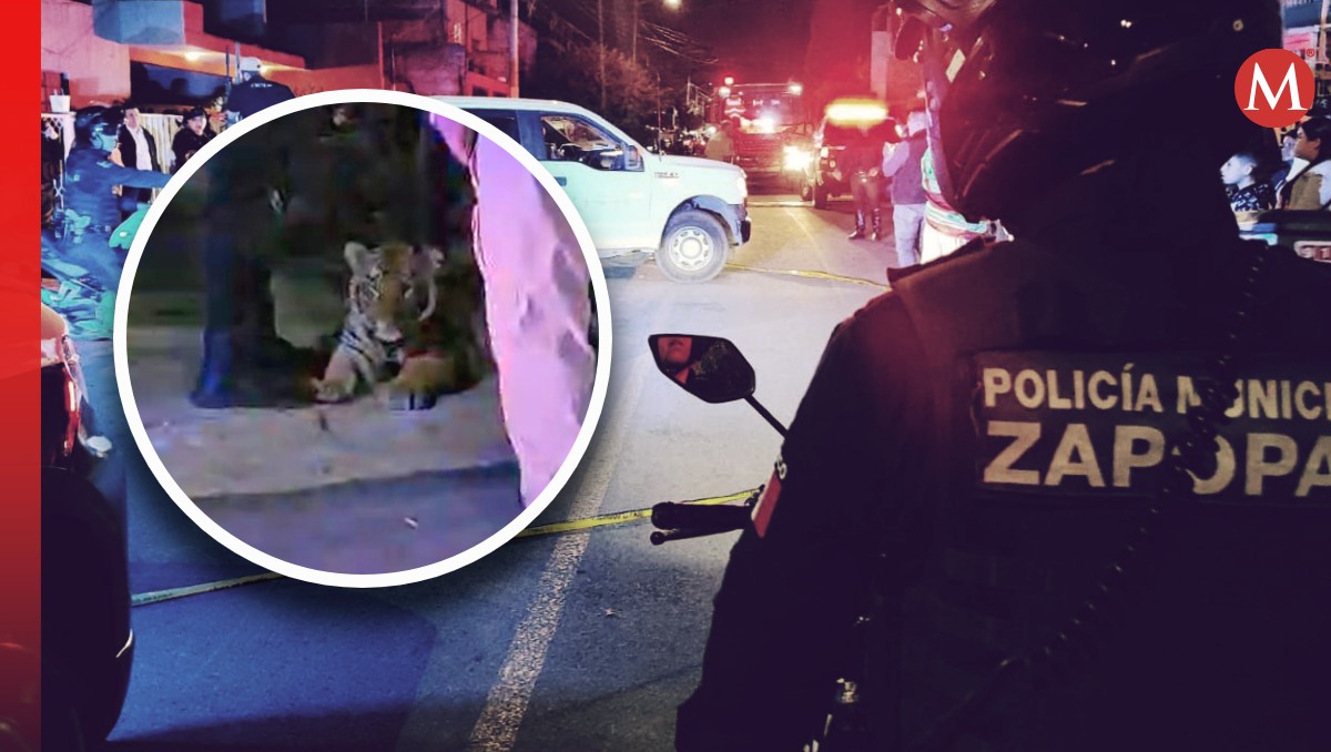 Tigre fue reportado siendo paseado en calles de Zapopan, Jalisco (Fotos: Pablo Núñez | Diseño: Milenio)