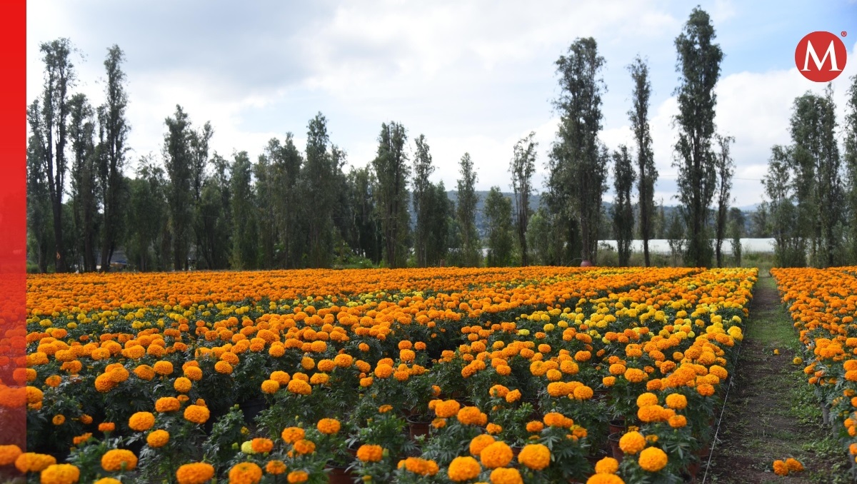Cambio climático afecta producción de cempasúchil en Puebla: Upaep | EsImagen