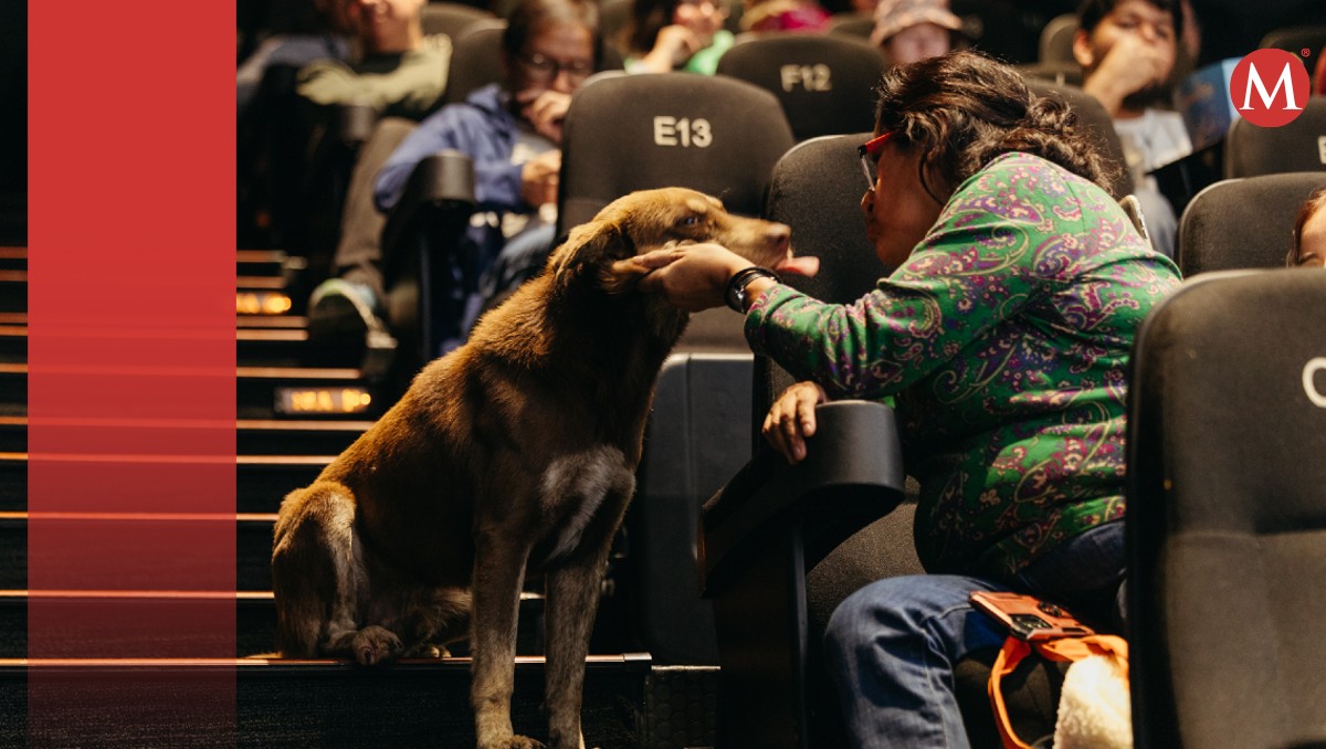 El perrito disfruto de las mejores funciones de cine.