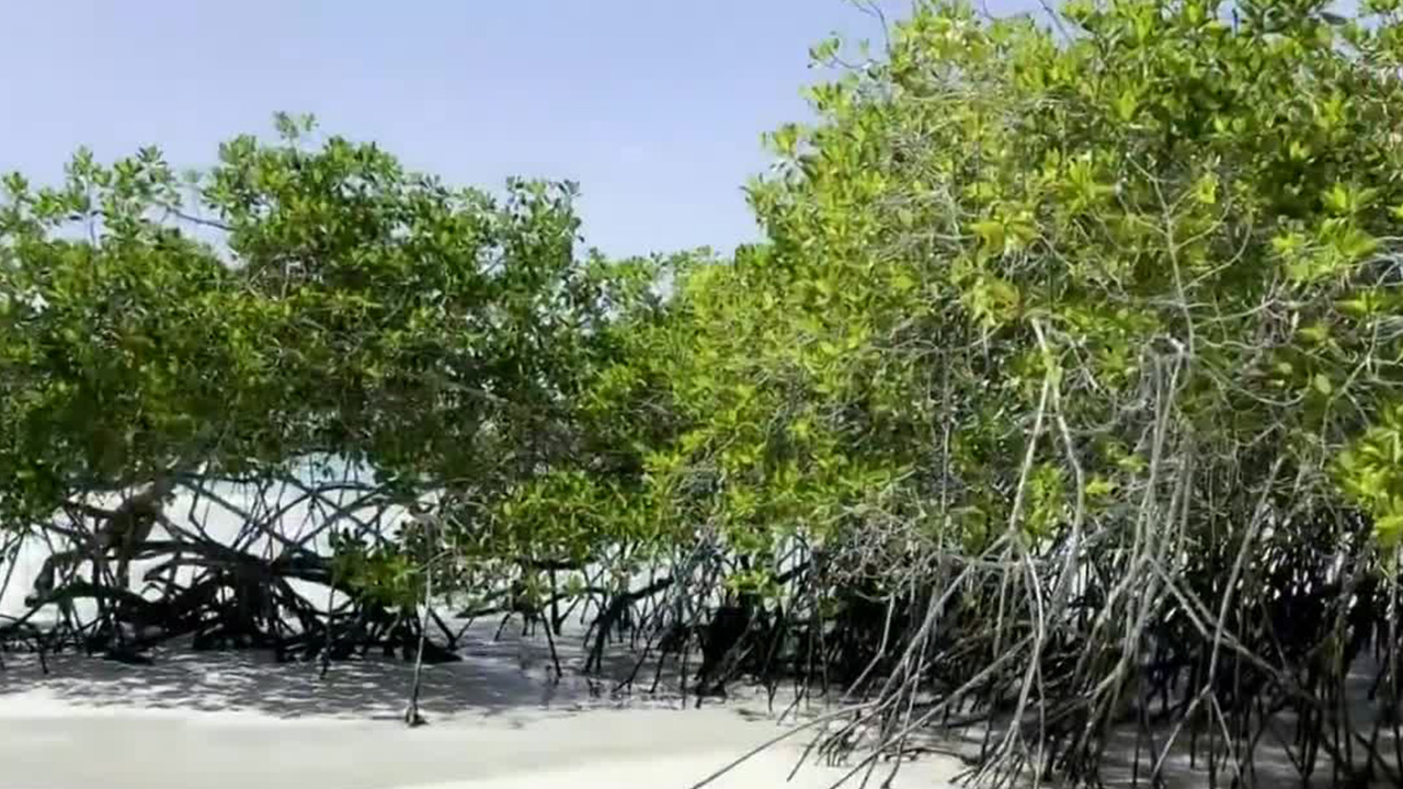 Los peculiares manglares que crecen sobre roca volcánica en las Islas Galápagos | Milenio Hábitat