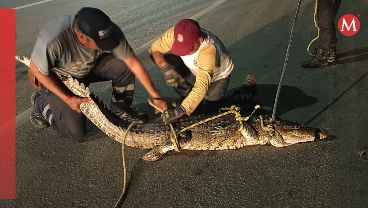 Capturan a cocodrio en Altamira