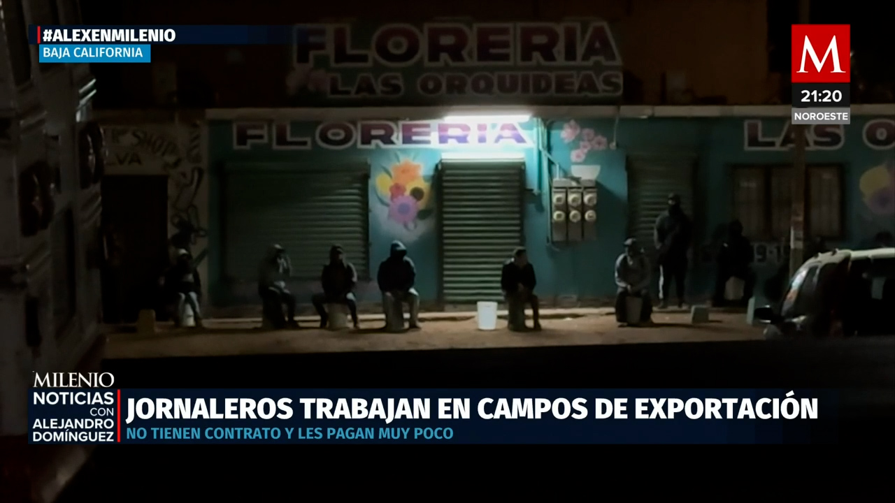 Milenio revela explotación de jornaleros en granjas de San Quintín, Baja California