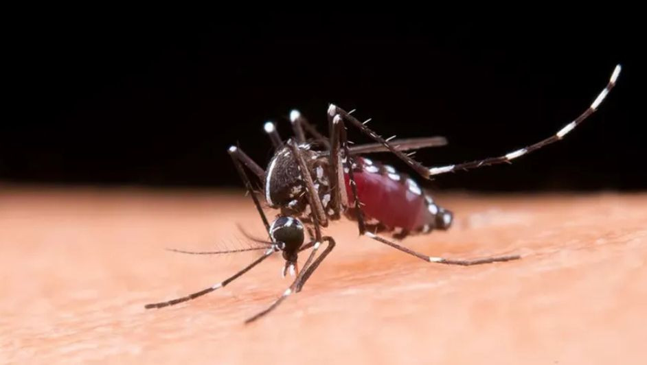 La Secretaría de Salud de Hidalgo confirma primera víctima fallecida por dengue