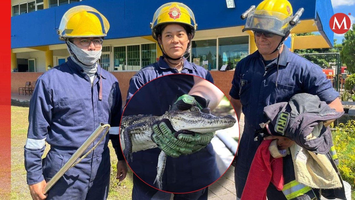 Hallan cría de cocodrilo en escuela de Boca del Río tras fuertes lluvias | Especial