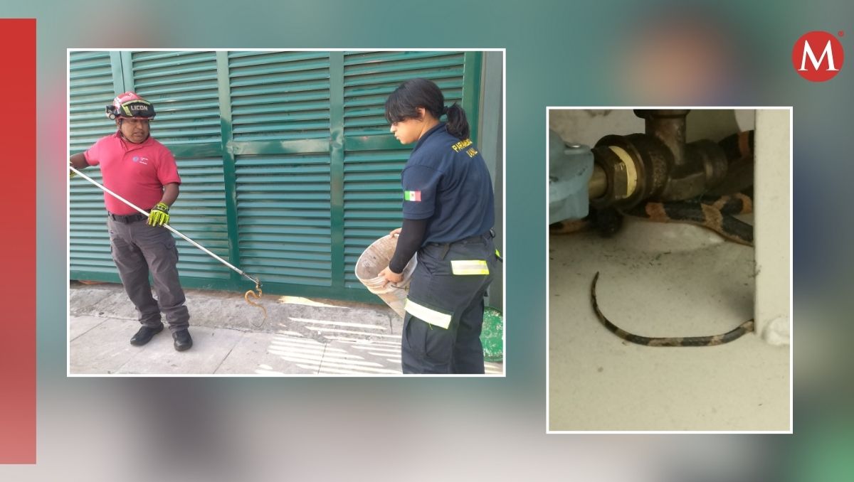 Protección Civil de Monterrey trasladó a la víbora a un lugar propicio para su liberación. Especial