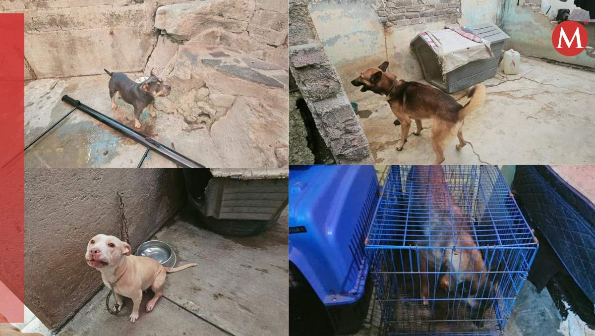 Rescatan a 23 animales víctimas de maltrato en La Paz y Tecámac. Especial