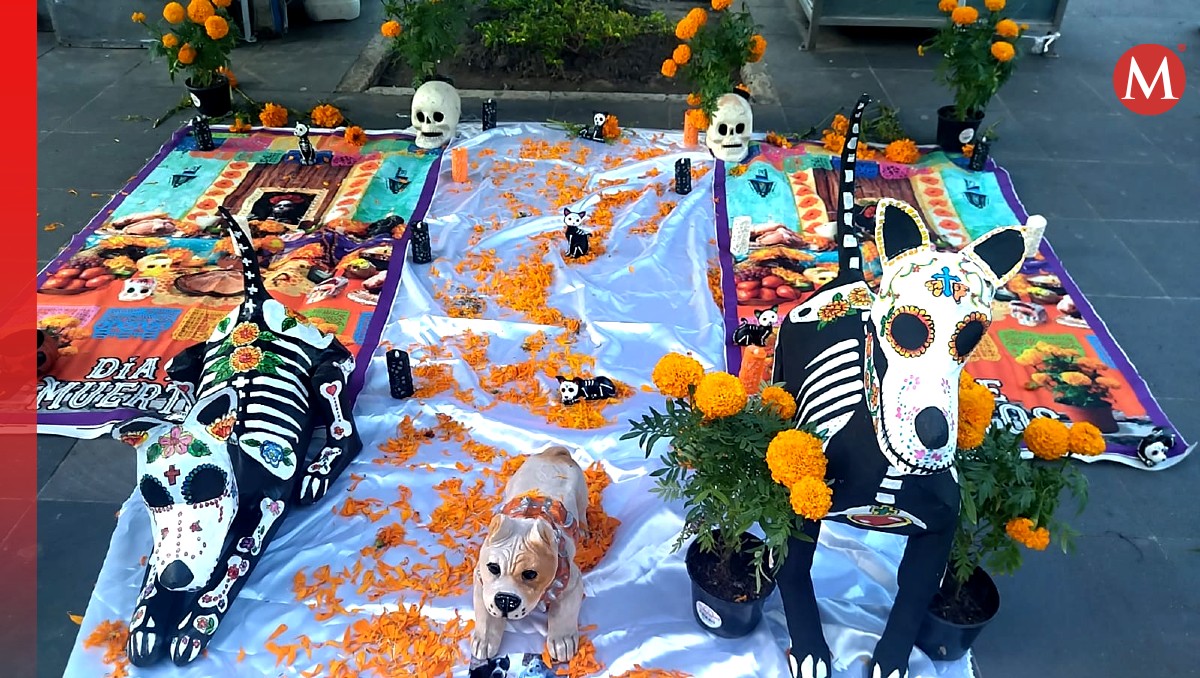 'Lomitos' y 'michis' también pueden ser recordados en la celebración de Día de Muertos