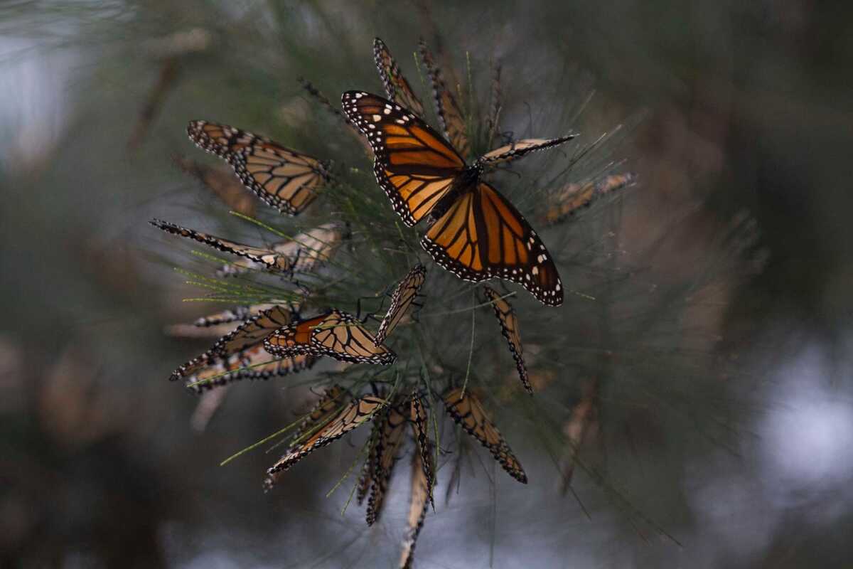 Migración de mariposas monarca en riesgo: menos avistamientos en el norte de México | Nelly Salas
