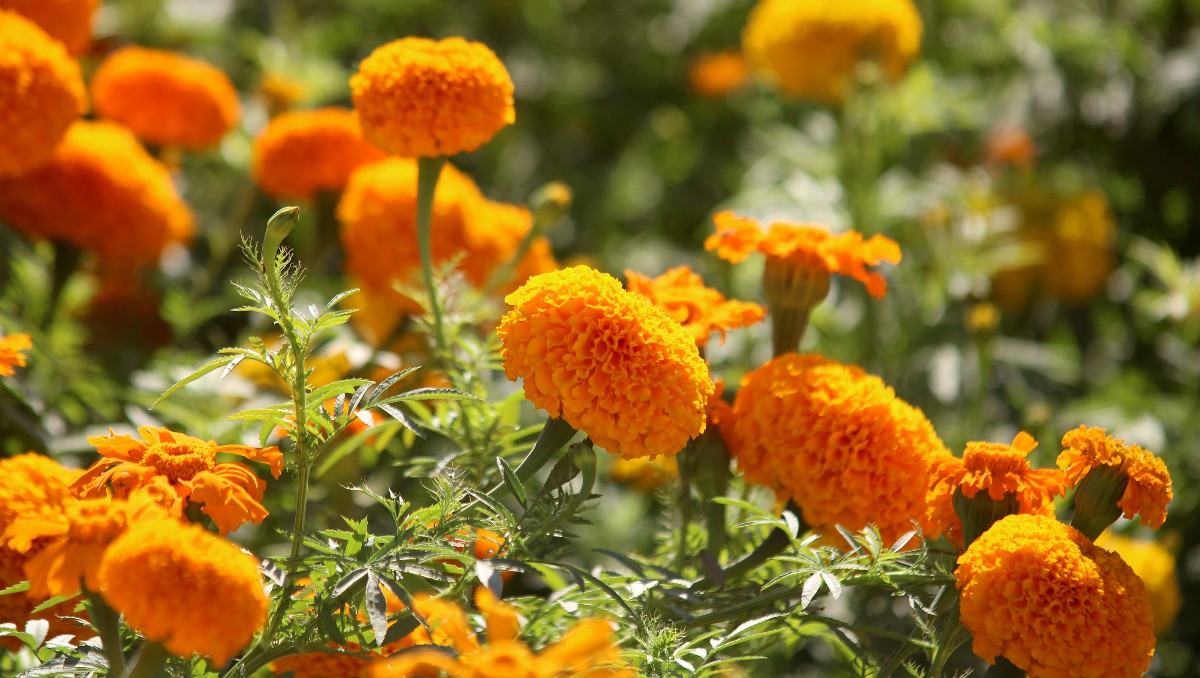 Los campos de Lerdo se llenan de colorido con la flor de cempasúchil | Rolando Riestra