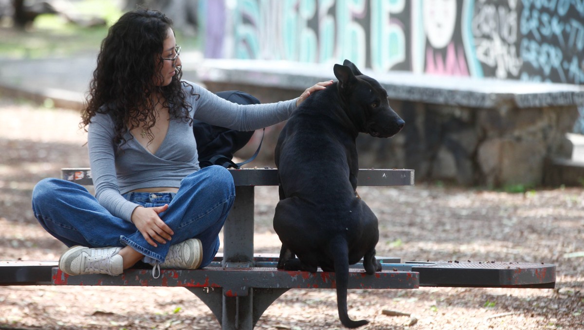 Perros adultos pueden quedarse al menos dos semanas hasta la adopción ()