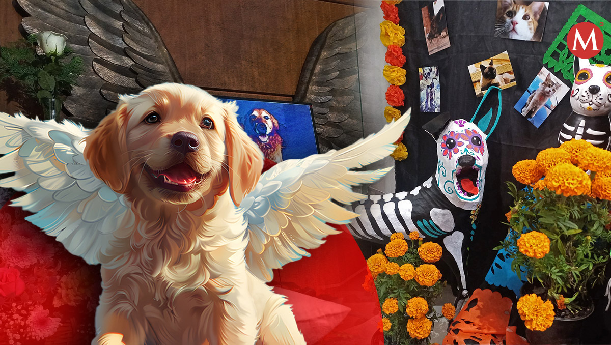 Así le puedes brindar un descanso digno a tu mascota en Puebla | Leslie Mora