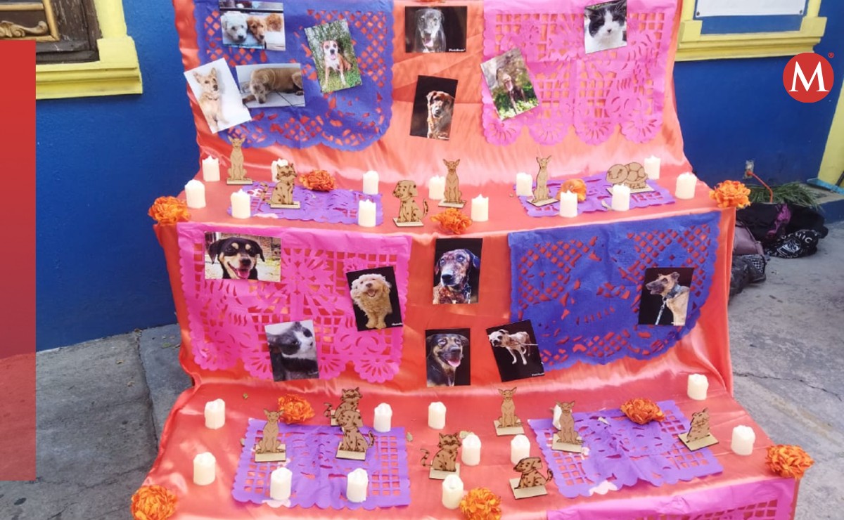 Agrupaciones Manada PROA y Corazón Perruno colocan altar con fotos de mascotas (Dalia Rojas)