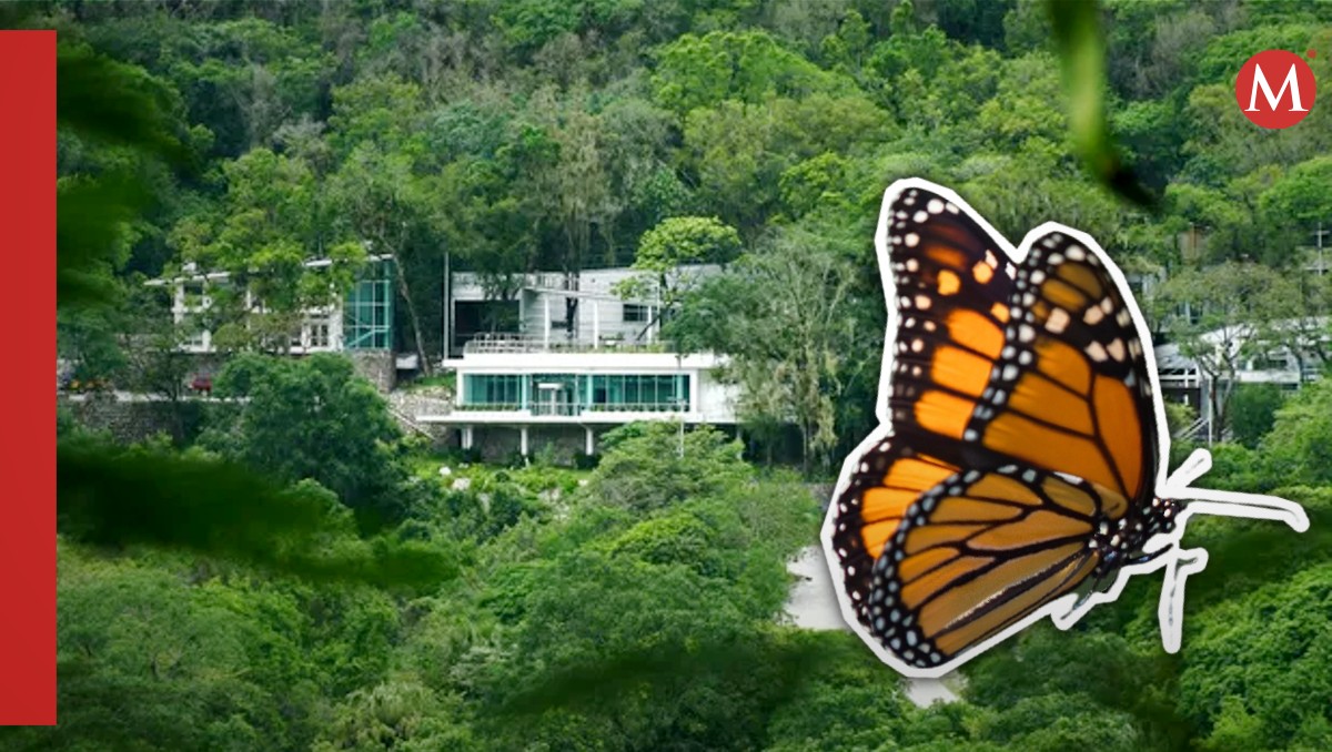 Mariposa monarca en la Biósfera de 'El Cielo'. (Especial)