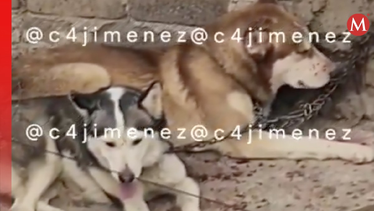 Mujer mantiene encadenados a 2 perritos husky en Nezahualcóyotl. Foto: (Especial)