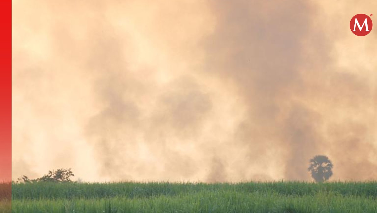 Incendios forestales, una reducción de la absorción de carbono por los bosques y emisiones de CO2 por humanos contribuyeron al aumento | OMM