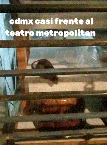 Así se quedó la rata ante la cercanía del internauta | Captura
