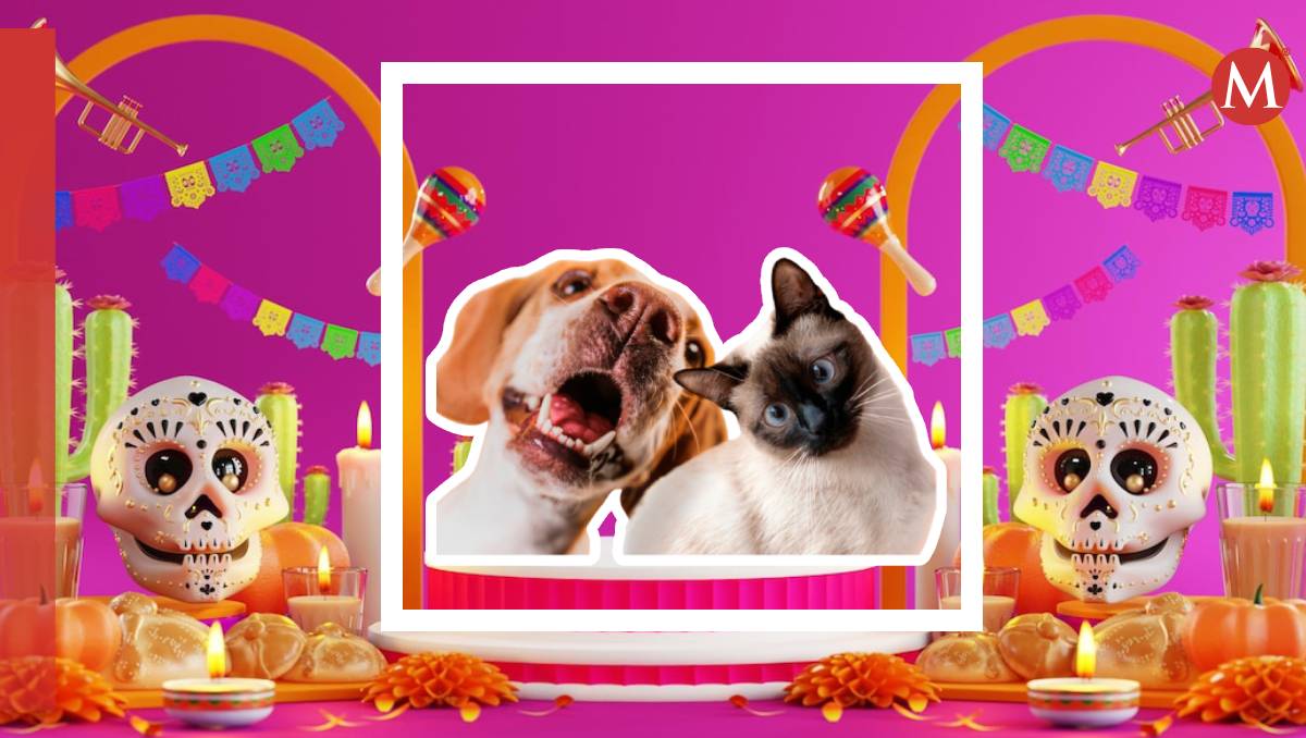 Nuestros compañeros peludos también forman parte de la celebración, cuidando que el altar de muertos sea seguro para todos | Wendy González
