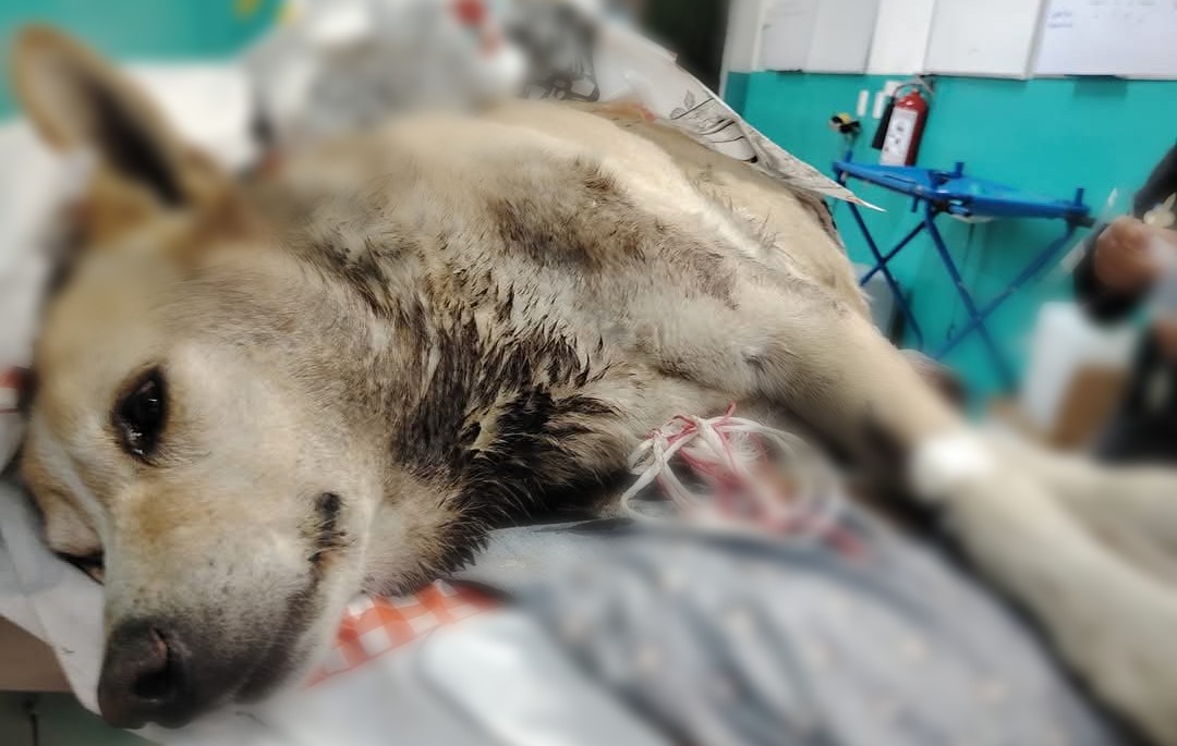 Perrito Elio tuvo que ser eutanasiado tras las graves heridas por ser usado como sparring. (Facebook)