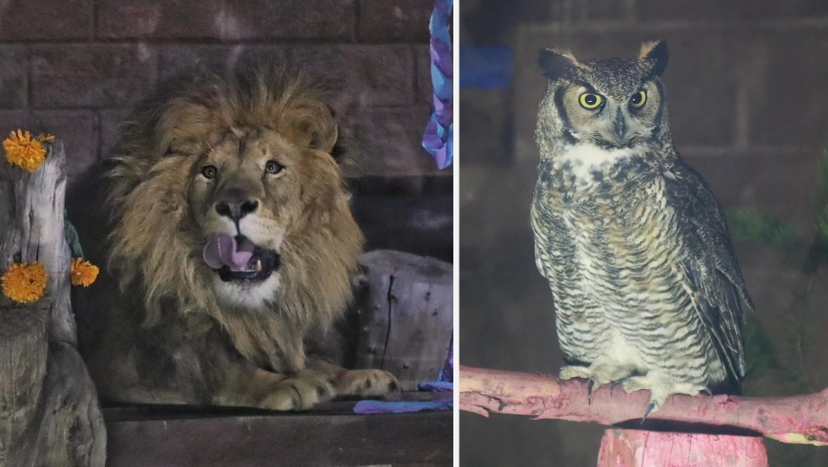 Wildween en Pachuca permite observar el comportamiento nocturno de los animales