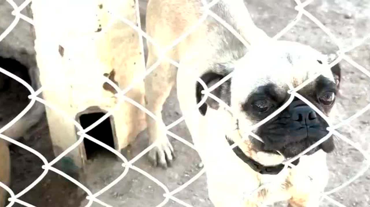 Denuncian malas condiciones de la perrera municipal de La Paz, Baja California