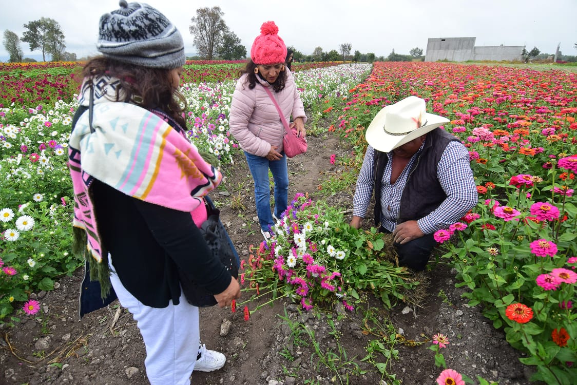 Esperan buenas ventas de flor de cempasúchil en Tlaxcoapan. (Francisco Villeda)