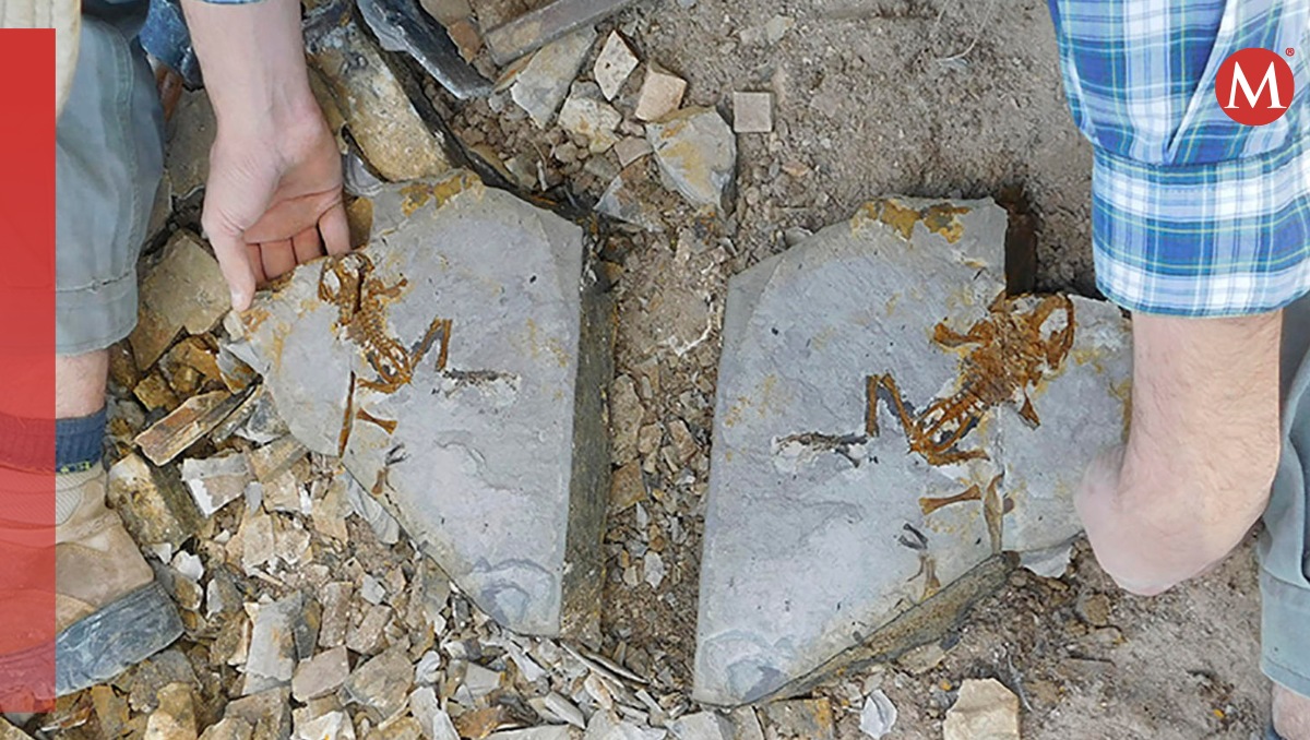 Laja con huesos del renacuajo de "Notobatrachus" | EFE