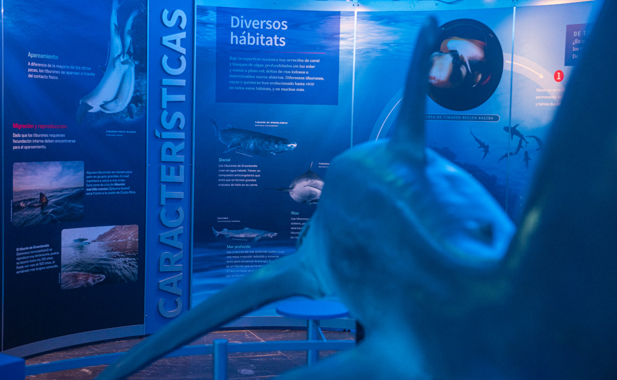 La muestra viene del American Museum of Natural History, de Nueva York. (Foto: Especial)