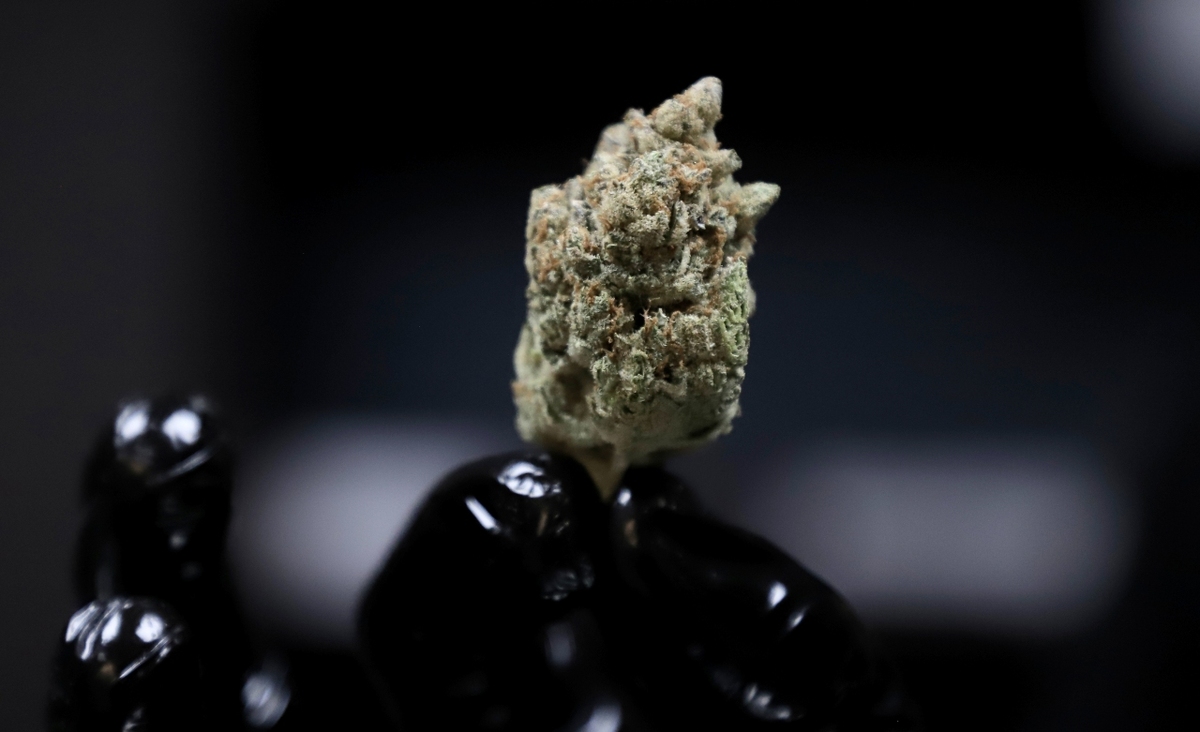 Los representantes se reúnen con doctores y asesores para evaluar el contexto actual en torno a la regulación de la cannabis en México/ Ariel Ojeda