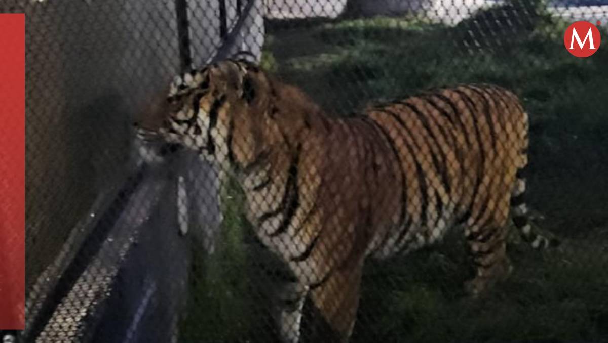Rescatan tigre de bengala en Chapultepec; detienen a Salvador “N” y aseguran armas de fuego. Especial
