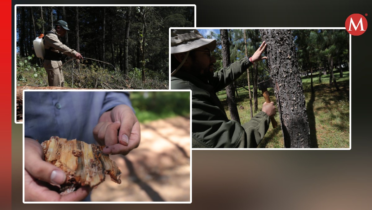 El gusano descortezador se alimenta del tejido que conduce los nutrientes en los árboles. Foto: (Tania Contreras)