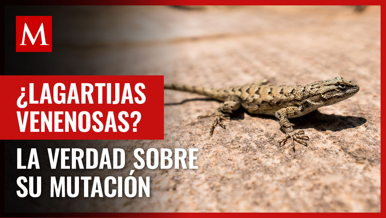 Se viralizó una foto de una supuesta mutación entre una lagartija y una serpiente, ¿es real?
